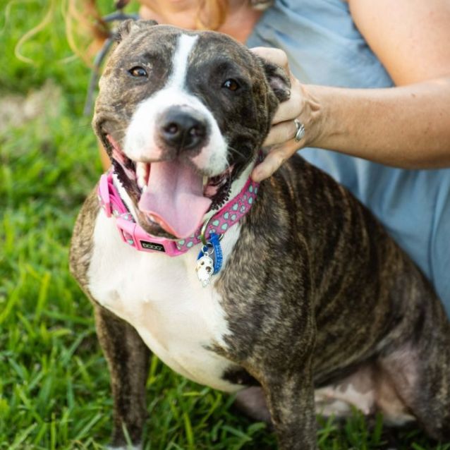 Photo of Bingo ~ 2yo, American Staffy(on Trial 17/7/22)