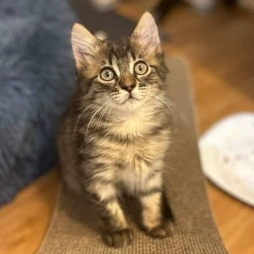Gatsby**2nd Chance Cat Rescue**