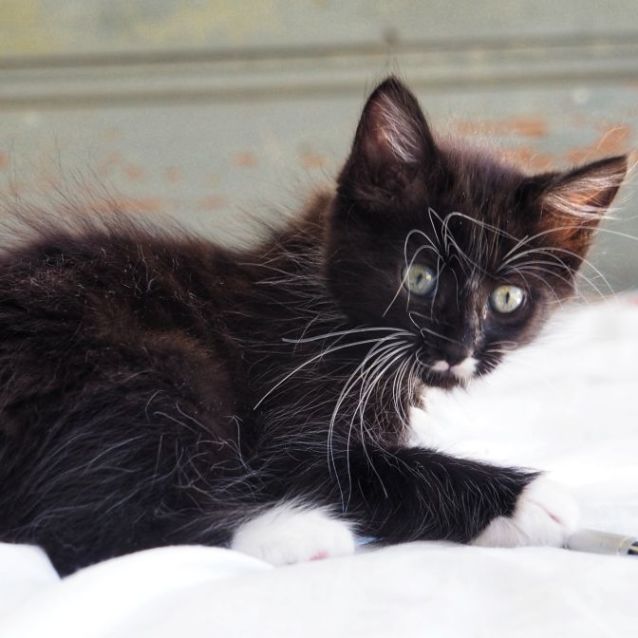 Photo of C1156 Hairy Maclary