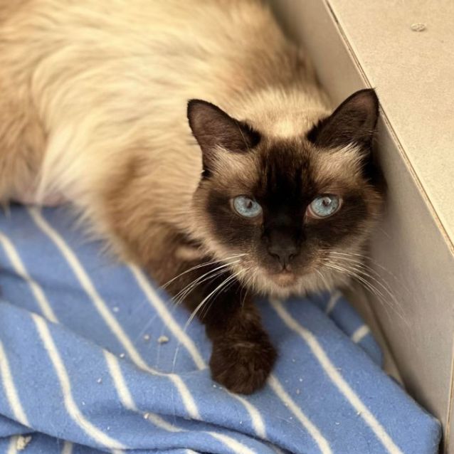 Photo of Storm *Foster Home Needed*