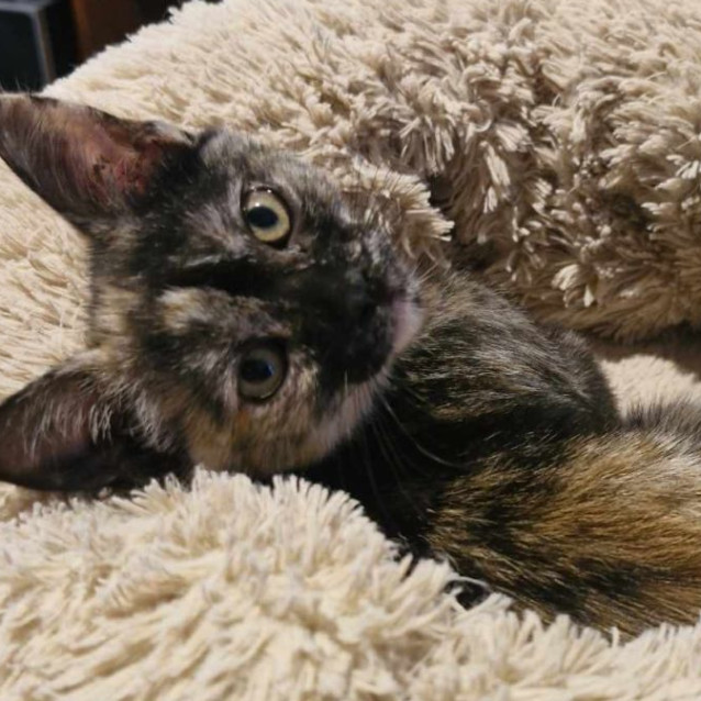 Photo of Tiana 🌺🌷