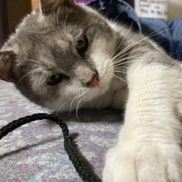 Photo of Chip 💙  Happy, Playful, Easy Cat!