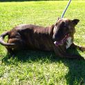 Photo of Athena