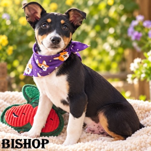 Bishop