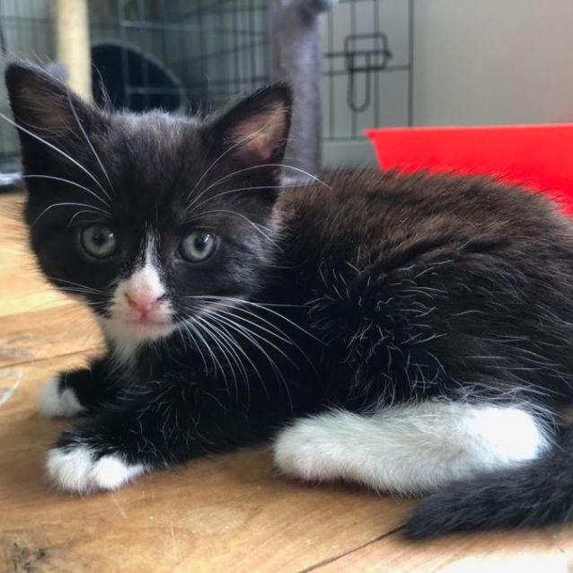 Photo of Fern  7 Week Old Female Kitten