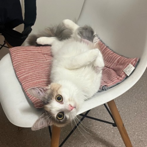 No photo for Pancake