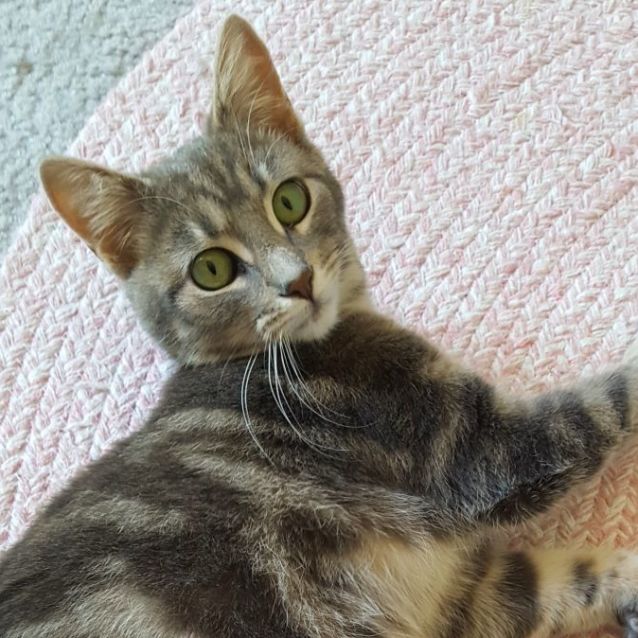 Photo of Nova ^^Dandy Cat Rescue^^