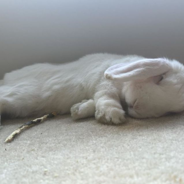 Photo of Harry Houdini (Located In Frankston)