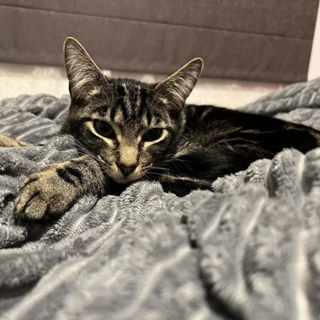 Photo of Braylon (Located In Cranbourne East)