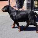 Photo of Remy