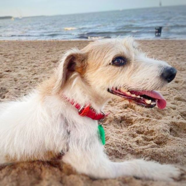 Photo of Roxi And Pippy