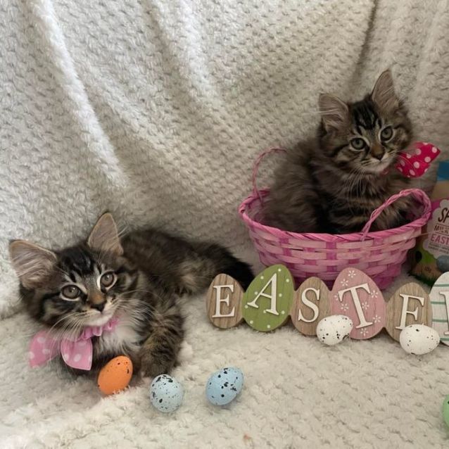 Photo of Mooni (Located In Edithvale)