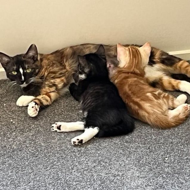 Photo of Juele ^^Dandy Cat Rescue^^