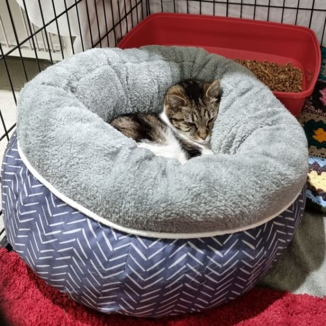 Photo of Honey