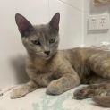 Photo of Opal