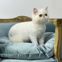 Photo of Merlin