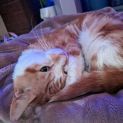 Photo of Mr Ginger