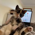 Photo of Maple