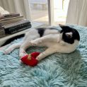 Photo of Puccini **2nd Chance Cat Rescue**