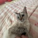 Photo of Smokey
