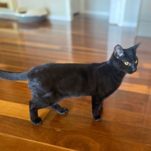 Diego **2nd Chance Cat Rescue**