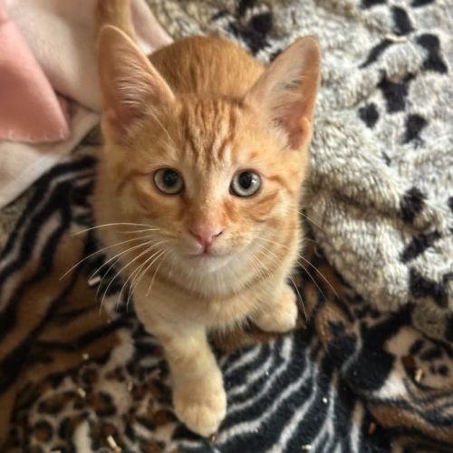 Linzer**2nd Chance Cat Rescue**