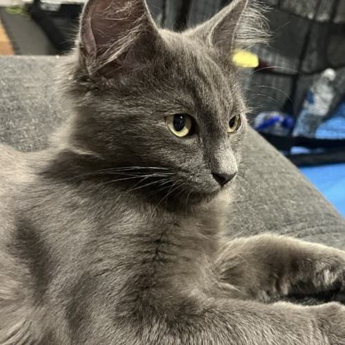 Nash **2nd Chance Cat Rescue**