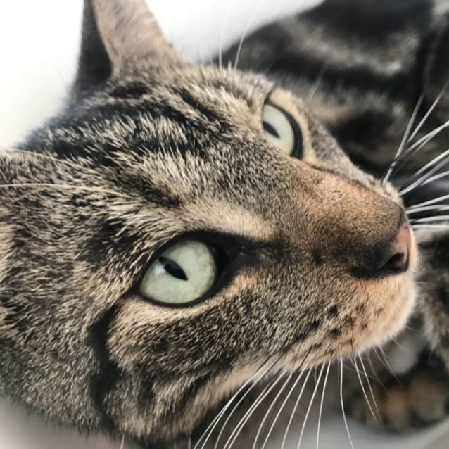 Photo of Max **2nd Chance Cat Rescue**
