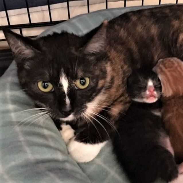 Photo of Juele ^^Dandy Cat Rescue^^