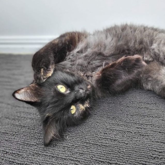 Photo of Bellatrix