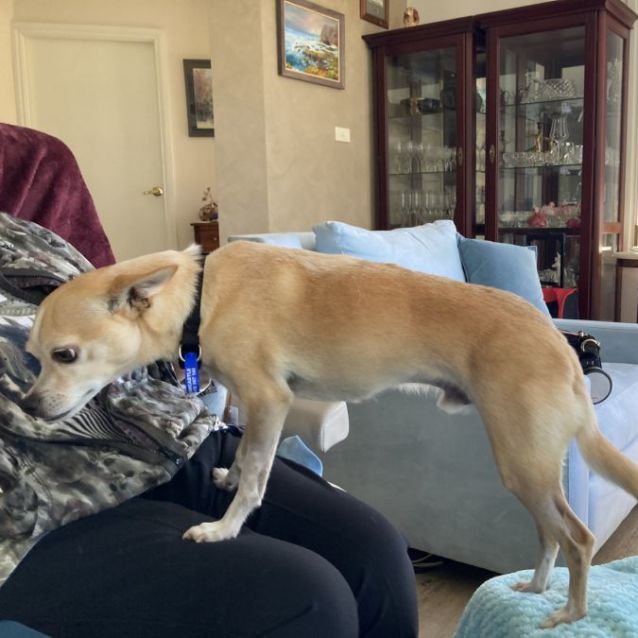 Photo of Ralph 🌞 7yo Chihuahua (On Trial 15/8/22)