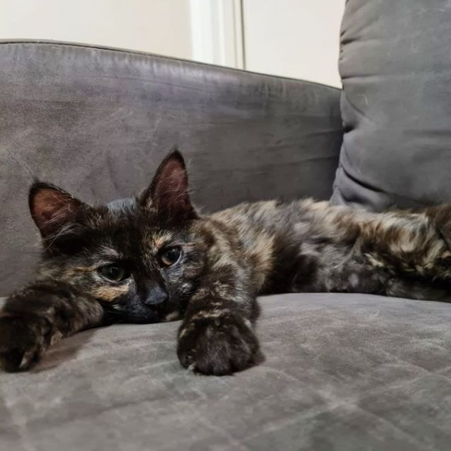 Photo of Cinder & Henna ^^Dandy Cat Rescue^^