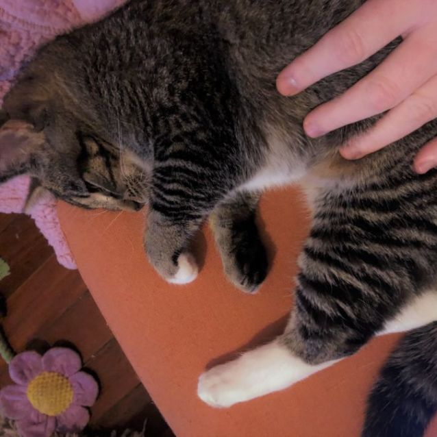 Photo of Boots Kitten