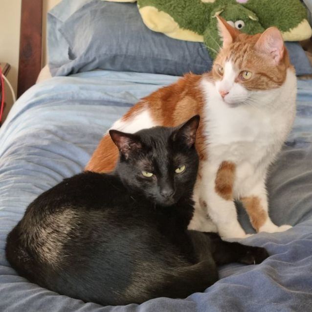 Photo of Thor & Loki