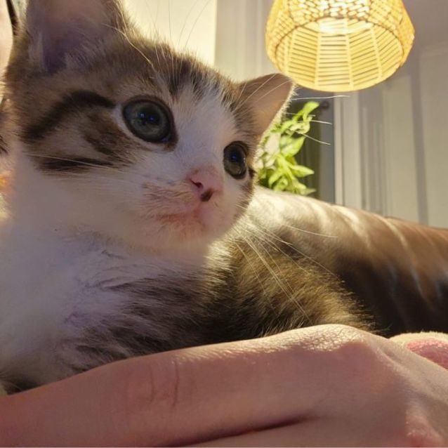 Photo of Simba