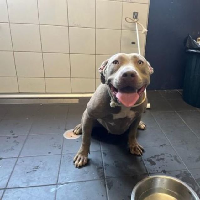 Photo of Opal (Imp. 293)