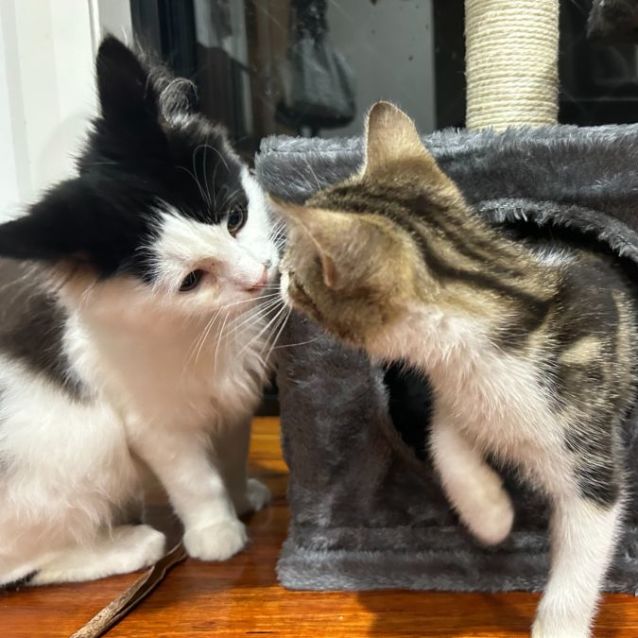 Photo of Sebastian **2nd Chance Cat Rescue**
