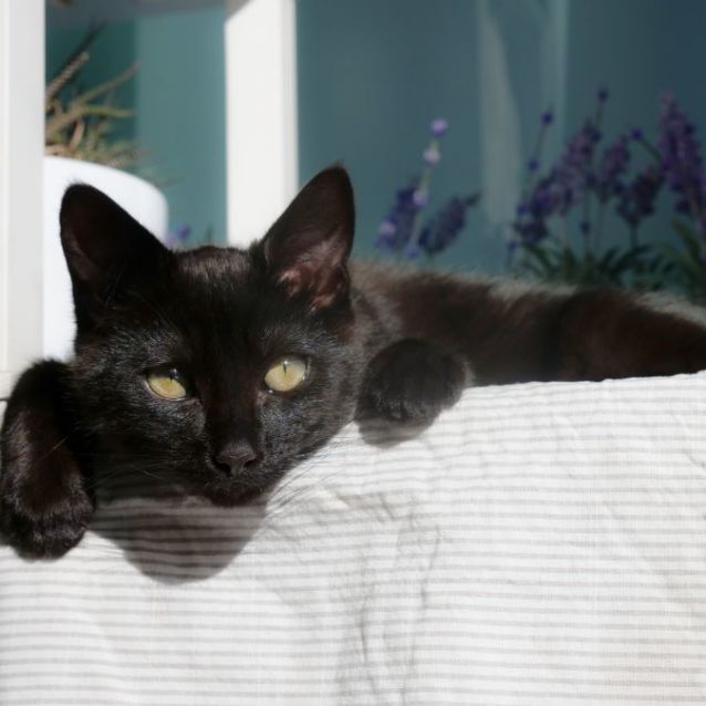 Photo of Bolero