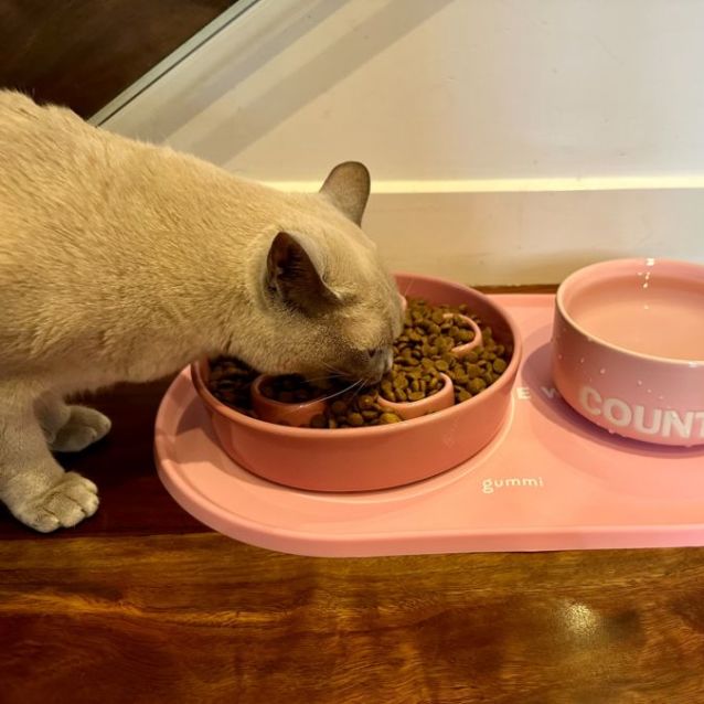 Photo of Nala