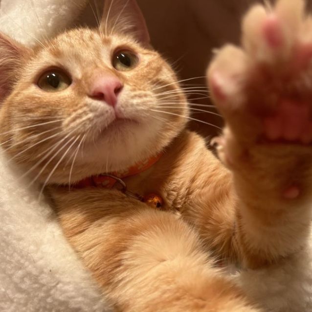 Photo of Clayton 🍊