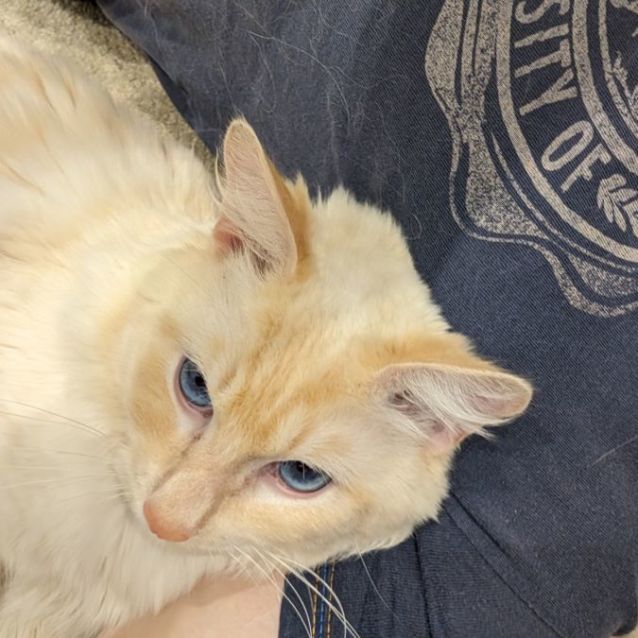 Photo of 🐈Figaro🐈