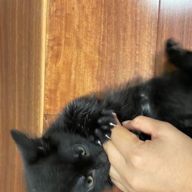 Photo of Charlie *9 Lives Project Rescue*