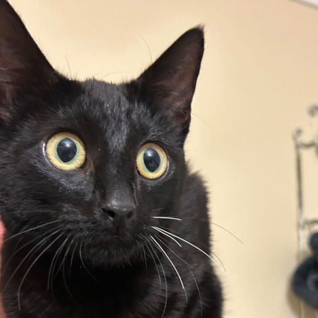 Photo of Midnight