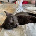 Photo of Patty Bouvier **2nd Chance Cat Rescue**