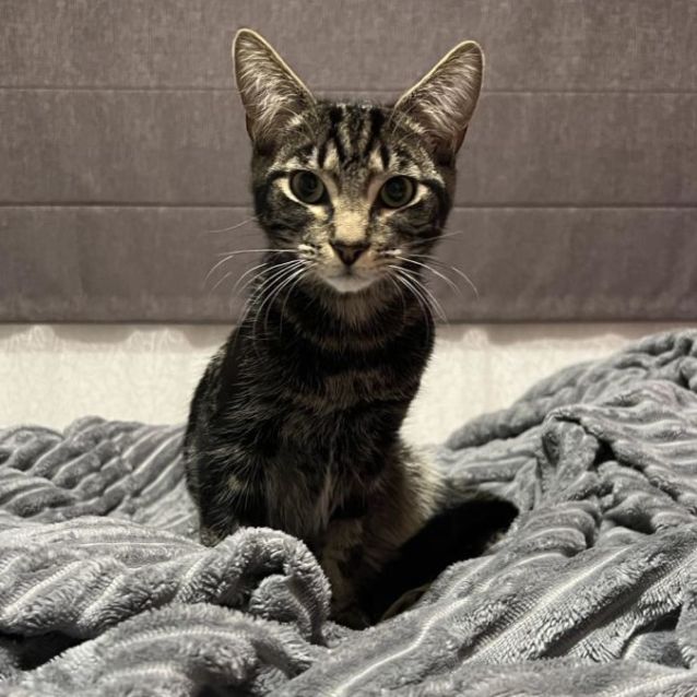 Photo of Braylon (Located In Cranbourne East)