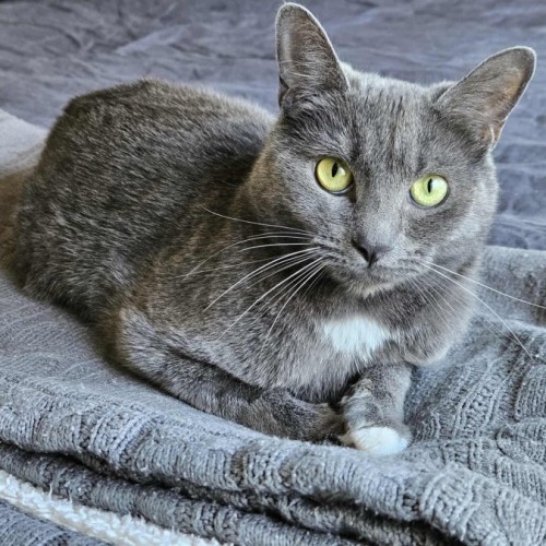 No photo for Graysie