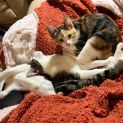 Photo of Isla **2nd Chance Cat Rescue**
