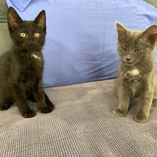 Photo of Bilby And Bunny