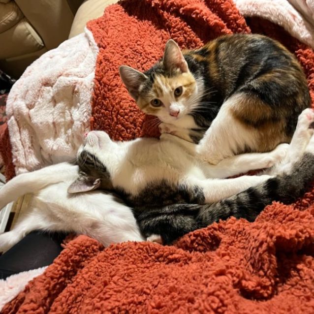 Photo of Isla **2nd Chance Cat Rescue**