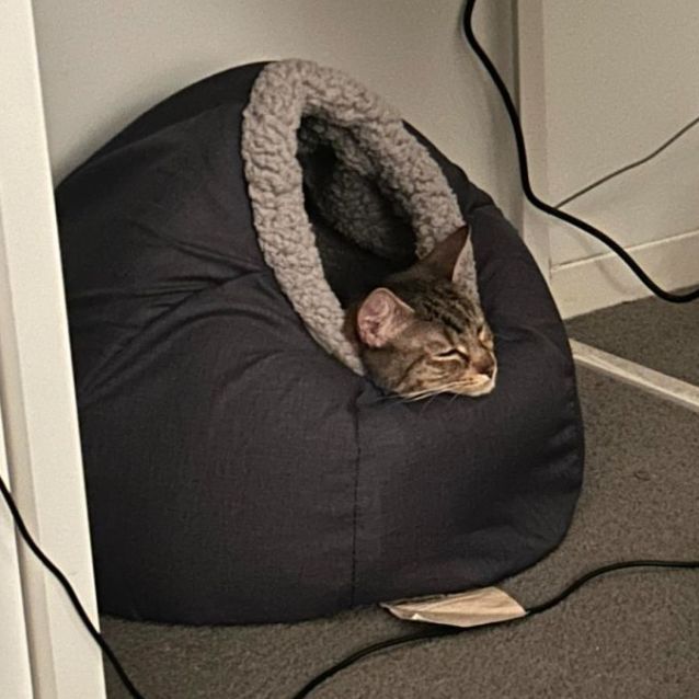 Photo of Luna *9 Lives Project Rescue*